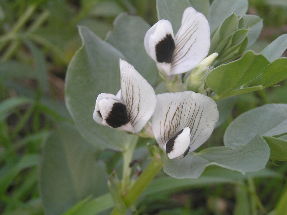 Vicia faba / Fava